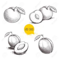 Discover images and videos about pluma from all over the world on we heart it. Different Plums Sketch Set Hand Drawn Illustration Of Ripe Juicy Royalty Free Cliparts Vectors And Stock Illustration Image 152700893