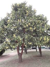 Image result for ramas de libocedro arbol
