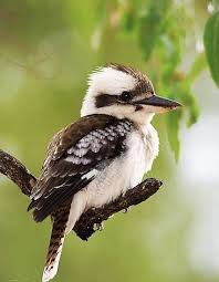 Laughing Kookaburra Dacelo Novaeguineae Australia Australian Birds Beautiful Birds Pet Birds