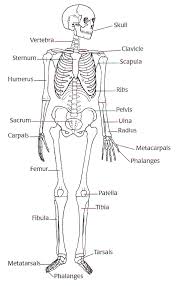 When we talk about muscular and skeletal system worksheets, we've collected various related images to add more info. The Skeletal System Human Anatomy Physiology Systems Blog