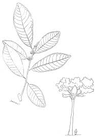 Image result for Pouteria altissima