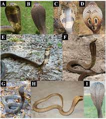 Oc robotics magnox dragon lasersnake deployment. How The Cobra Got Its Flesh Eating Venom Cytotoxicity As A Defensive Innovation And Its Co Evolution With Hooding Aposematic Marking And Spitting Abstract Europe Pmc