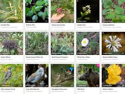 Image result for Psychotria sublyrata