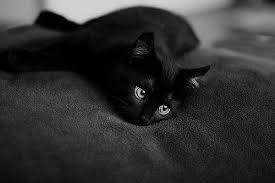 Black Cat Appreciation Day Black Cat Cats