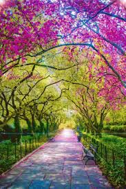 We've gathered more than 5 million images uploaded by our users and sorted them by the most popular ones. Flowers Blooming Gif Flowers Blooming Wallpaper Discover Share Gifs