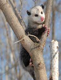 The Virginia Opossum Didelphis Virginiana Is The Only Marsupial Native To The United States Awesome Possum North American Wildlife Australian Animals