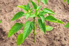 2 factors which affect the marijuana watering schedule. How Often To Water Pepper Plants Garden Eco