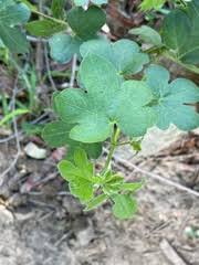 Image result for Behnia reticulata