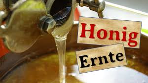 Honig schleudern (mithilfe einer zentrifuge aus den waben herausschleudern). Honig Schleudern Honig Ernten Flussiges Gold Youtube