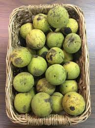 Black walnuts are one of the most flavorful nuts for snacking, baking, and cooking. You Can Eat That Black Walnut Metro Parks Central Ohio Park System
