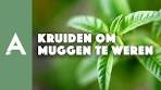 Kruiden om muggen te weren I Een groener thuis! #38 I ... - YouTube