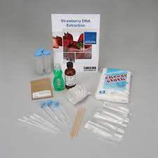 Because dna comes in long strands, i was able to identify that each individual strand was a piece of dna. Dnalc Strawberry Dna Extraction Kit Carolina Com