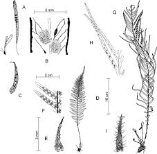 Image result for Lellingeria