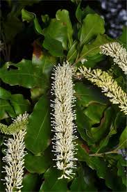 Image result for Macadamia aff. integrifolia
