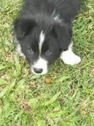 Border Collie Puppies Dogs Puppies Gumtree Australia Logan Area Greenbank 1182341494 Border Collie Puppies Collie Puppies Puppies