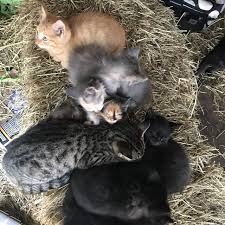 Hundreds more if a cat or kitten's medical history is unknown or if the kitty has not received initial medical care. Best Free Kittens For Sale In Griffin Georgia For 2021