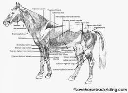 Horse Anatomy Diagrams Directional Terms Skeleton And