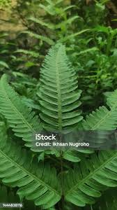 Image result for Christella