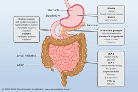 hormonal control of digestion science learning hub