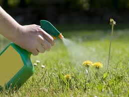 Diatomaceous earth, natural borax ant poison, and others. Is It Safe To Use Ant Or Roach Spray During Pregnancy Babycenter