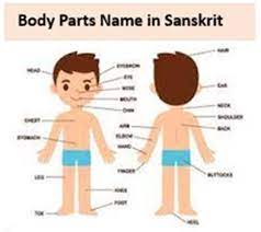 I have broken down the different body parts into sections, and given example sentences showing how to use them in conversation. Human Body Parts Name In Sanskrit Studysafar