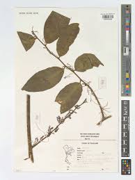 Image result for Opilia amentacea