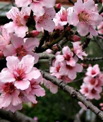 On average, the bloom time for most compatible trees will overlap enough for pollination, but, if you're only planting 2 trees, it's best to plant trees that will. Flowering Plum Tree Free Stock Photos Rgbstock Free Stock Images Tacluda August 29 2010 65