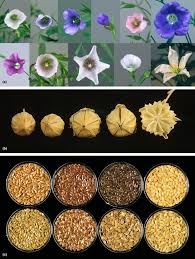 Image result for Linum usitatissimum