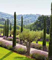 Buy Italian Cypress Trees For Sale Garden Goods Direct Olive Trees Landscape Italian Cypress Trees Italian Cypress