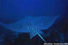 As traditionally recognized, it is found globally in tropical regions, including the atlantic, pacific and indian oceans. Aetobatus Narinari Discover Fishes