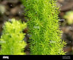 Image result for Asparagus buchananii