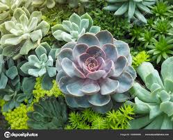 Image result for Crassulaceae