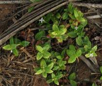 Image result for Spermacoce ruelliae