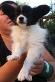 Besuche die welpen vor ort und informiere dich vor dem kauf über die hunderassen und die hundehaltung im hunderatgeber. Papillon Kaufen Und Verkaufen Bei Tiermarkt Net