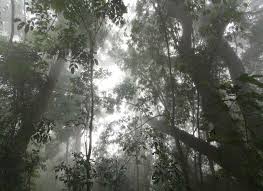 Image result for Globimetula rubripes