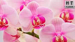 We did not find results for: Beautiful Beauty Flowers Blooming Meaning Of Flowers Youtube