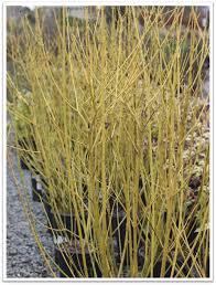 Image result for Sericorema sericea