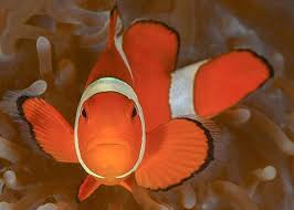 Nemo Clown Fish In His Shes Anemone Diving With Quovadisdiveresoert Quovadisdiveresort Quovadisdiveresort Paditravel Angelstranin Clown Fish Fish Anemone