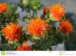 Safflower Blossom Closeup Macro Stock Photo Image Of Carthamus Spiky 103153358