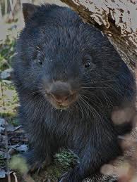 Photos Australia Animals Mammals Cute Animals