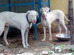 Buy Kci Registered Puppies From Verified Dog Breeders In India Rajapalayam are generally a very healthy breed and there are not many complications attached to its breeding. dog breeders in india