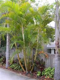Image result for Dypsis lutescens