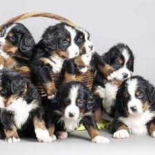 The greater swiss mountain dog, the entlebucher its short, hanging ears and glossy, moderately long coat helps it to adapt to the biting cold of the swiss mountains. Bernese Mountain Dog Puppies Pawderosa Ranch