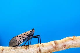 Image result for Scleria delicatula