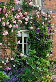 Planting Roses Rose Gardening Designing With Roses English Roses Garden Retreat Garden Roses Rose Bushes English Roses Rose Mme Carol Gartenrosen Garten Und Garten Ideen
