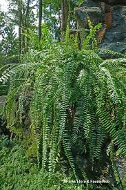 Image result for Asplenium simii
