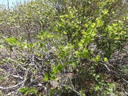 Image result for Catunaregam obovata