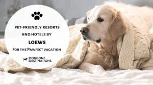 Only dogs of guests of the resort are welcomed at this time. Pet Friendly Resorts And Hotels By Loews For The Pawfect Vacation
