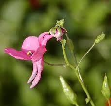 Image result for ostruhatka