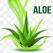 Realistic Foliage Green Plant Aloe Vera Vector Plant Clipart Realistic Foliage Png And Vector With Transparent Background For Free Download Sosudistye Rasteniya Aloe Illyustraciya Vody